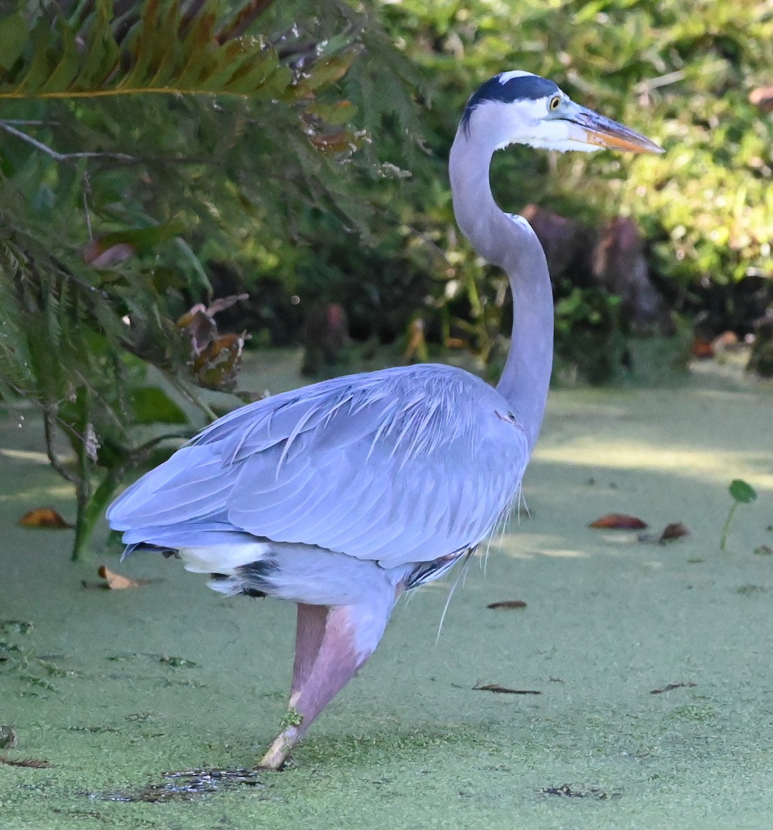 Great Blue Heron - ML643663985