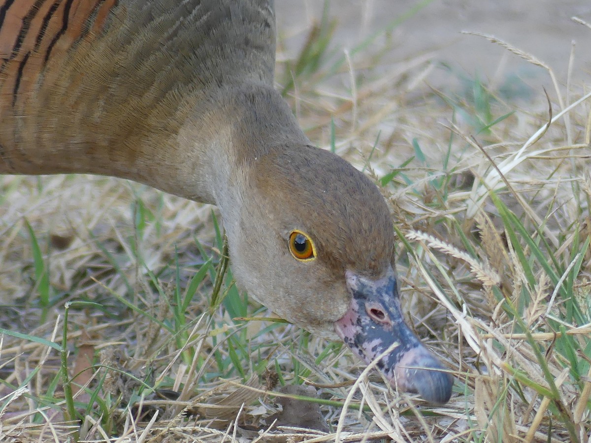 Plumed Whistling-Duck - ML643663986