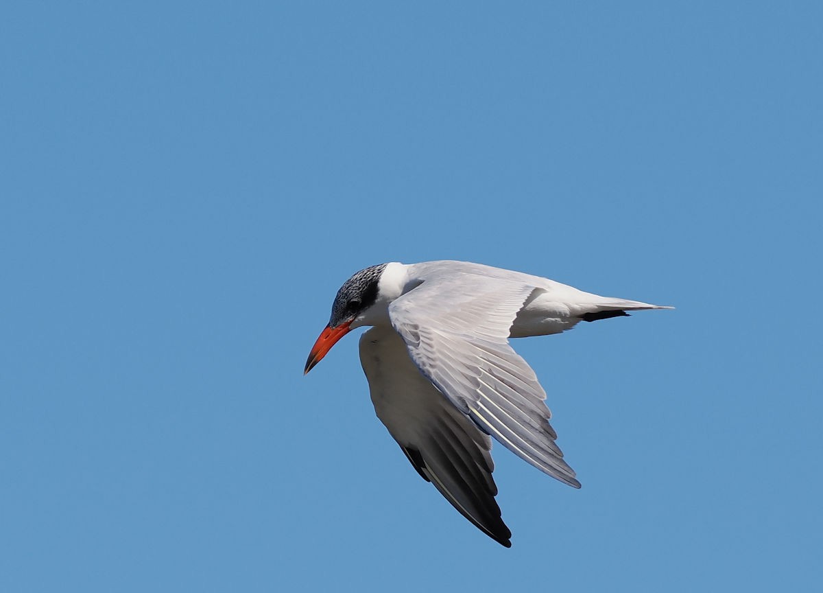 Caspian Tern - ML643663988