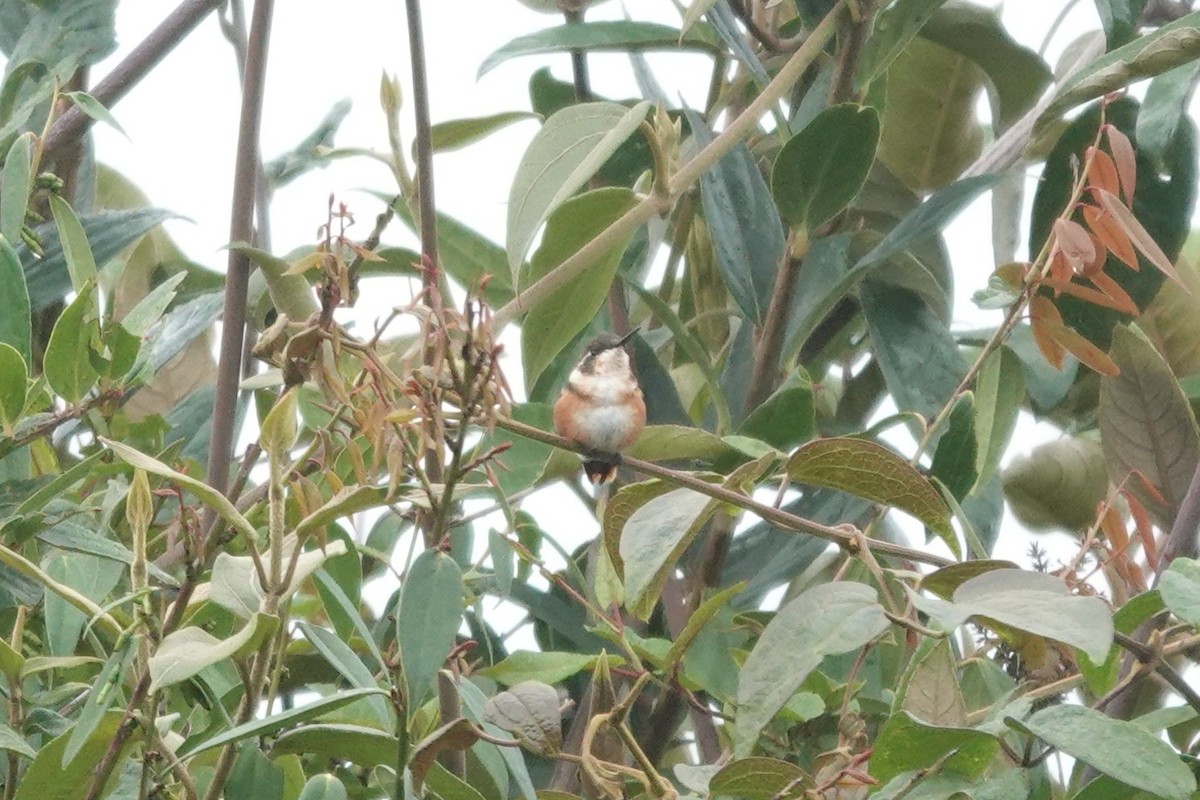 White-bellied Woodstar - ML643663989