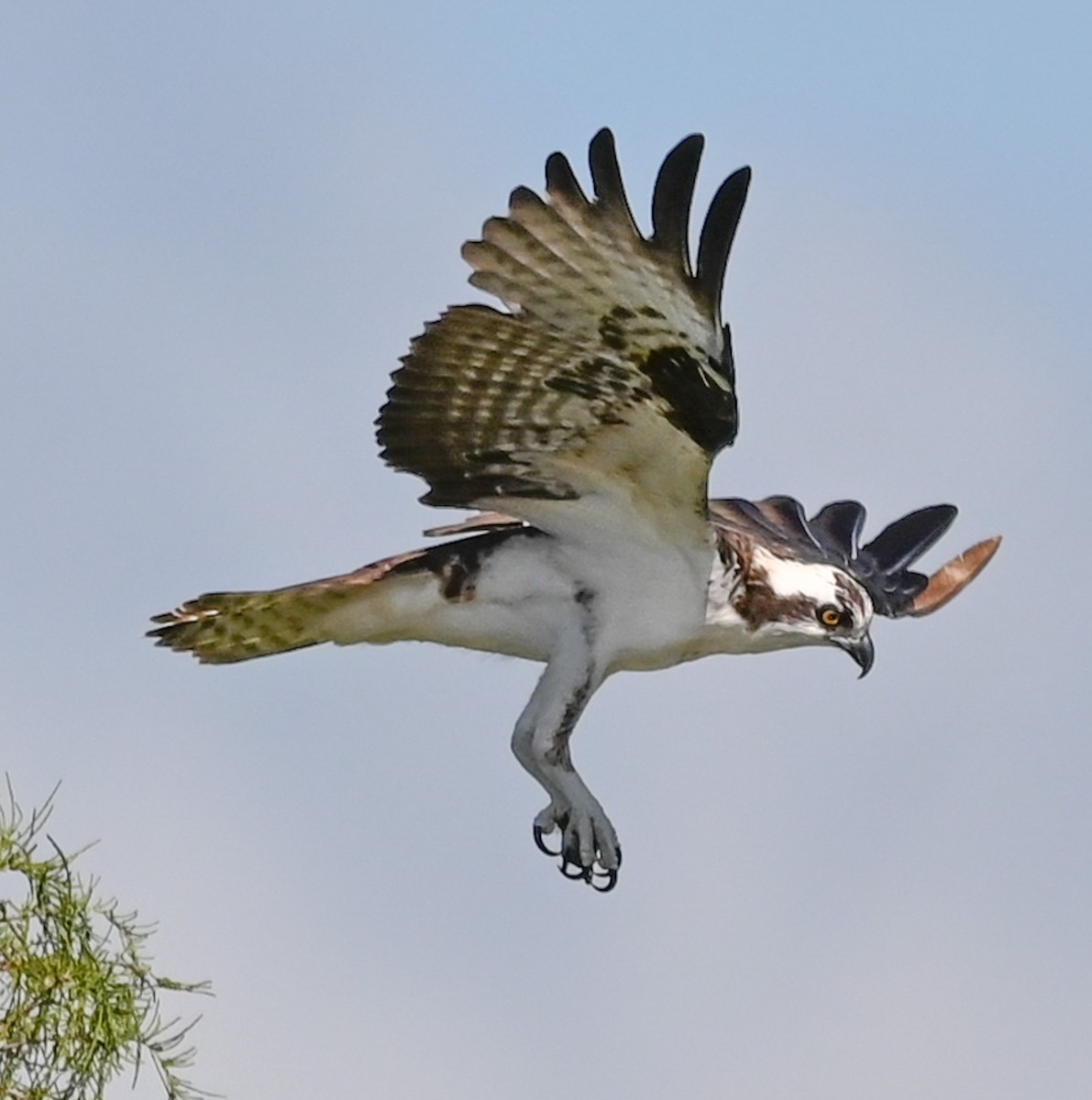 Osprey - ML643663991