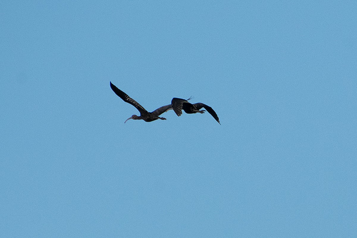 Glossy Ibis - ML643663994