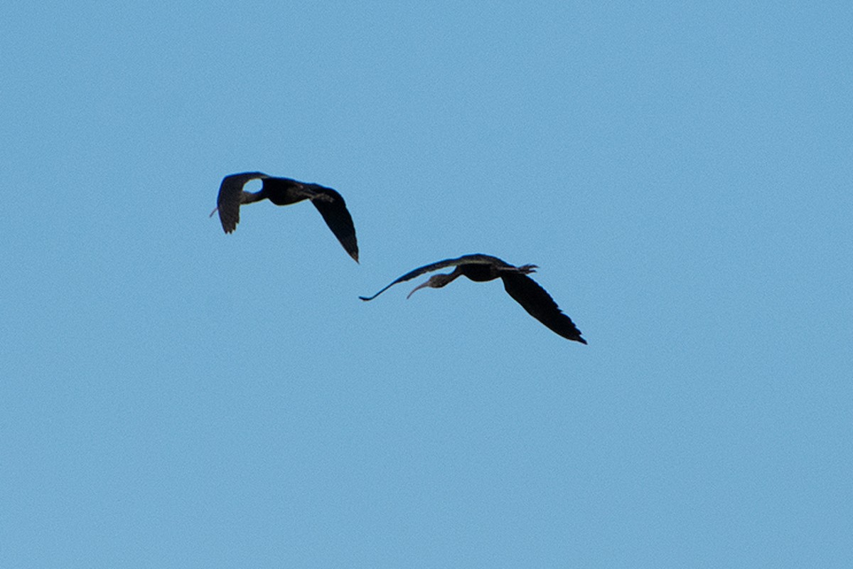 Glossy Ibis - ML643663995