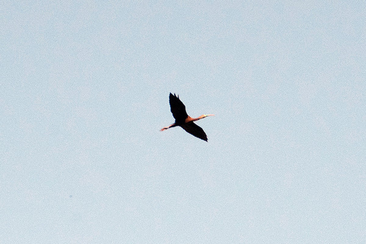 Glossy Ibis - ML643663996