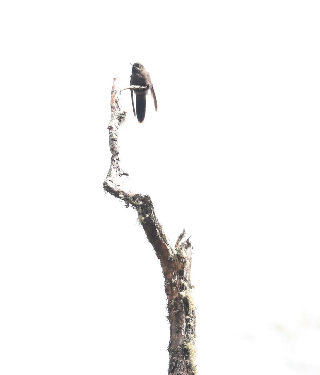 Olivaceous Thornbill - ML643663998