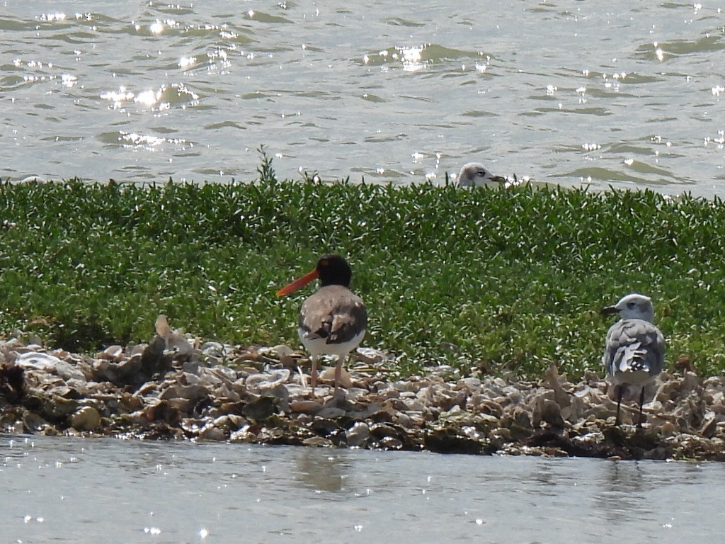 American Oystercatcher - ML643664002