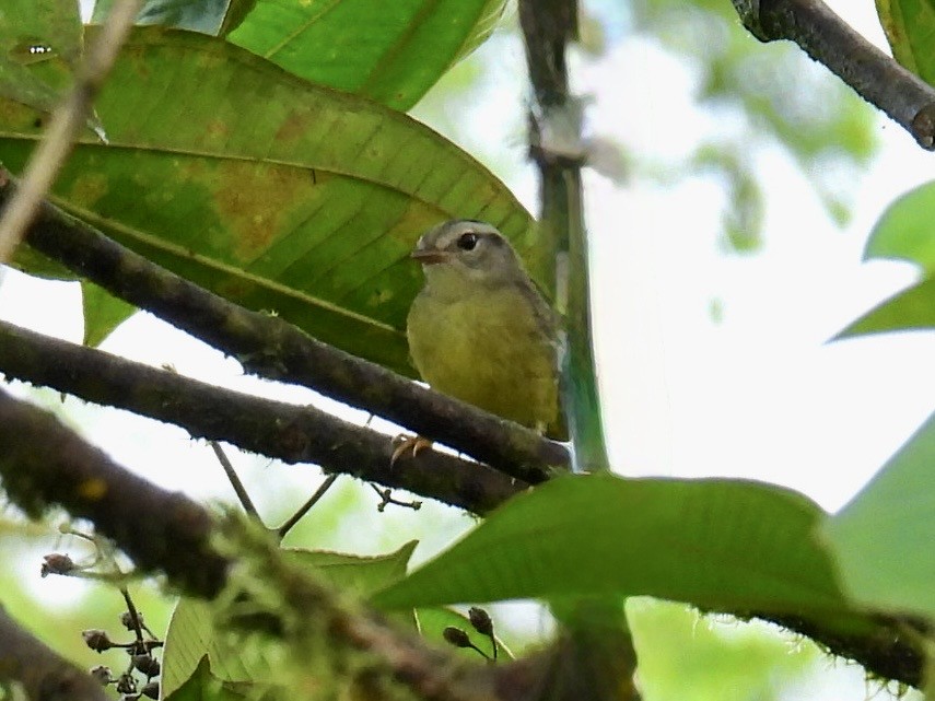 Three-banded Warbler - ML643664004