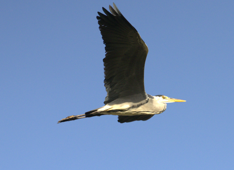 Gray Heron - ML643664005