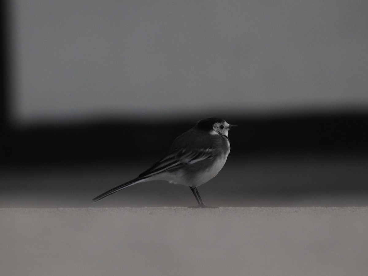 White Wagtail - ML643664006