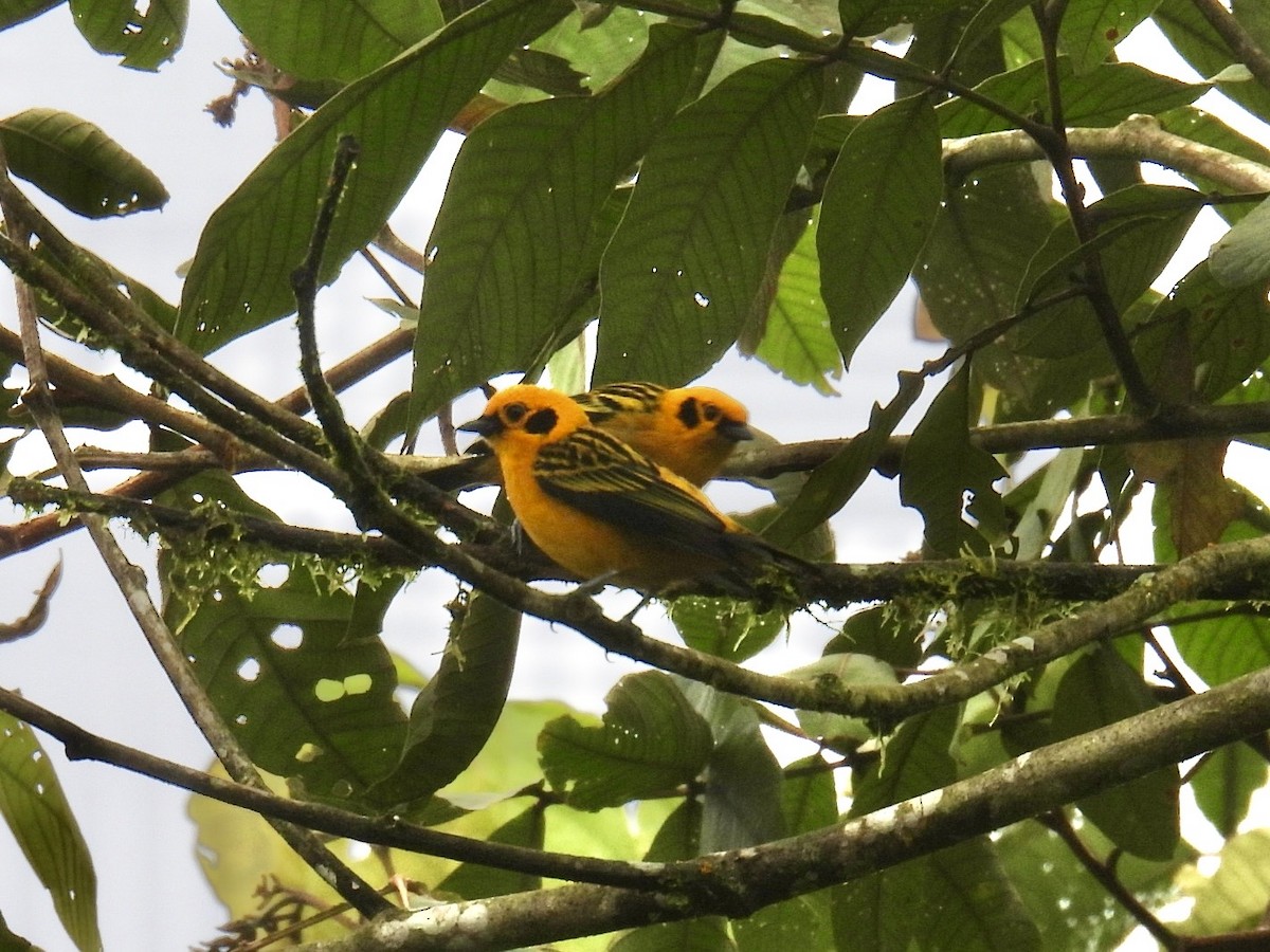 Golden Tanager - ML643664007
