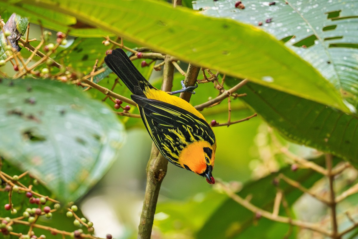 Golden Tanager - ML643664008