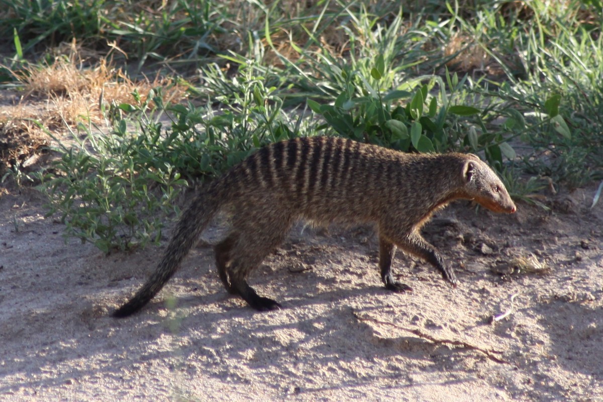 Banded Mongoose - ML643664009