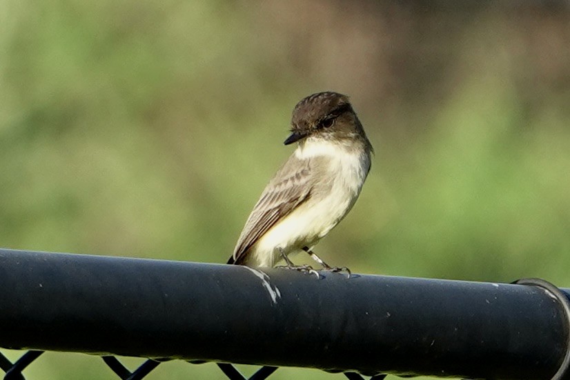 Eastern Phoebe - ML643664010