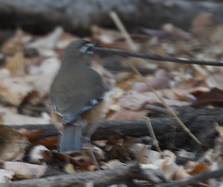 Bearded Scrub-Robin - ML643664011