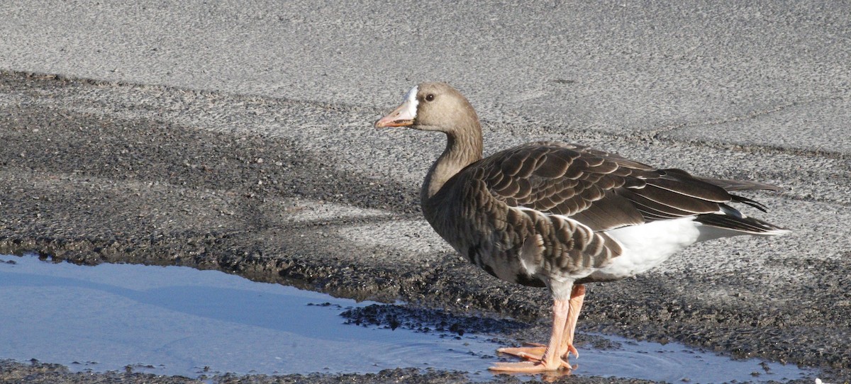 Greater White-fronted Goose - ML643664034