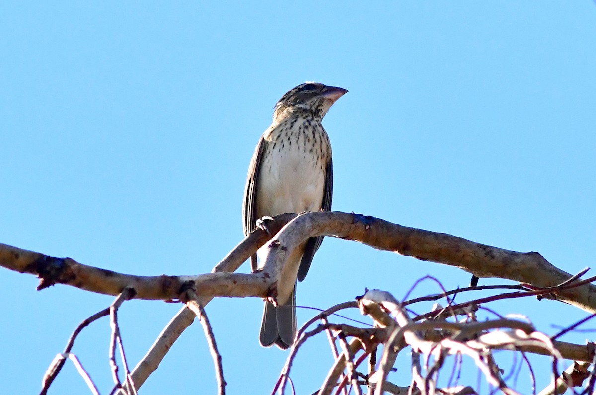 Rose-breasted Grosbeak - ML643664039