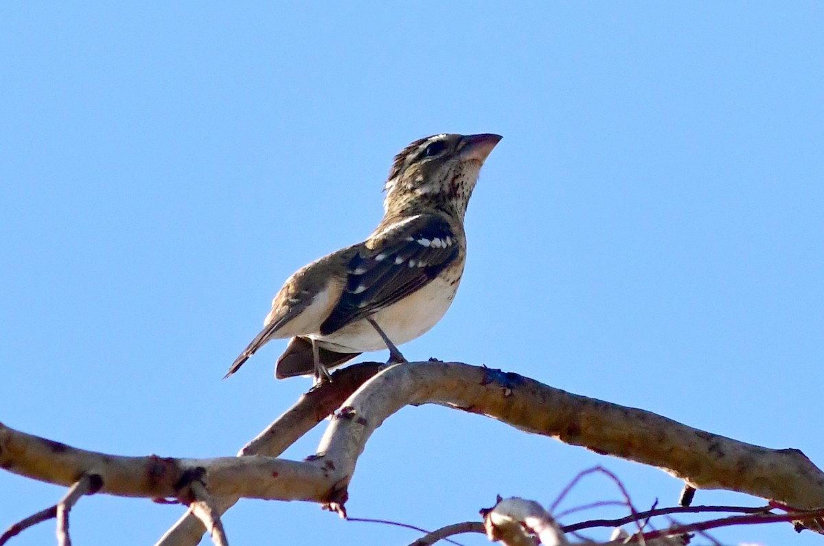Rose-breasted Grosbeak - ML643664040