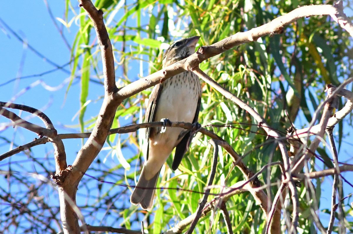 Rose-breasted Grosbeak - ML643664041