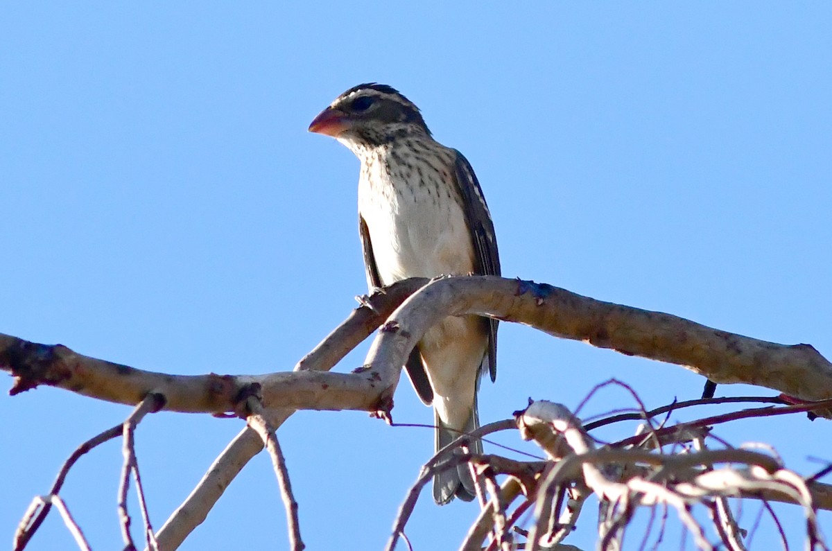 Rose-breasted Grosbeak - ML643664042