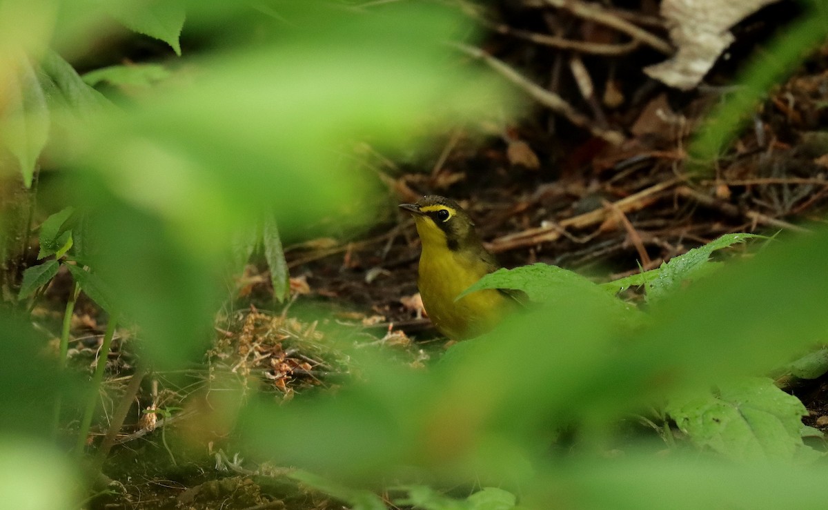 Kentucky Warbler - ML643664050