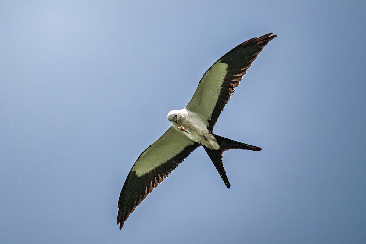 Swallow-tailed Kite - ML643664052