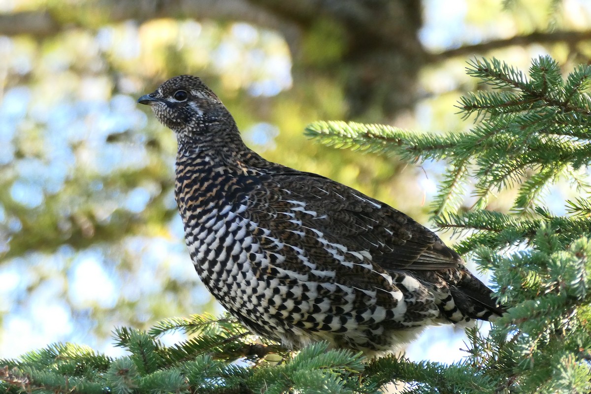 Spruce Grouse - ML643664091