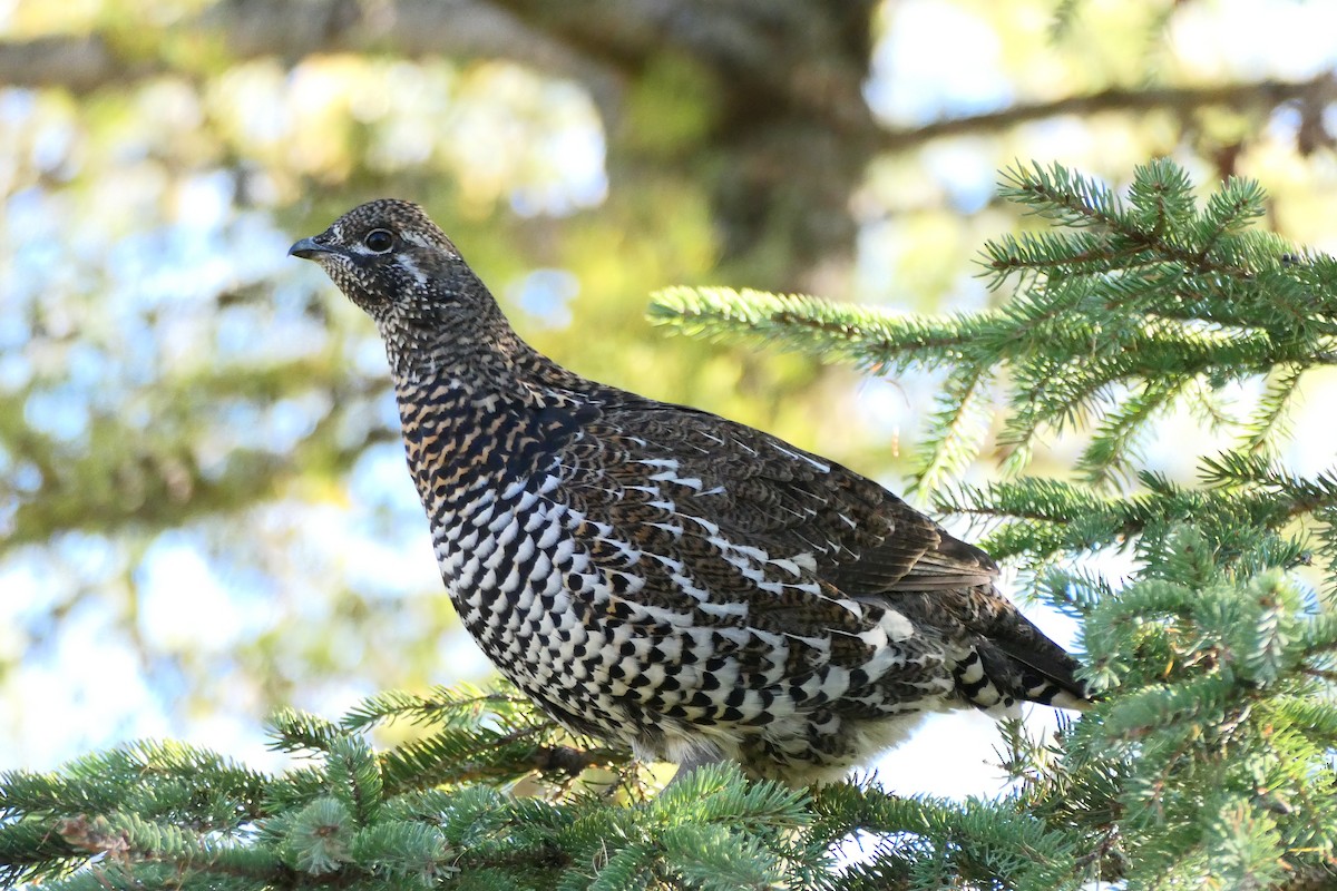 Spruce Grouse - ML643664092