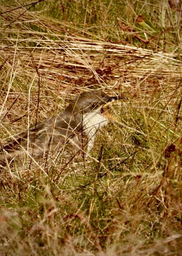 Yellow-billed Cuckoo - ML643664109