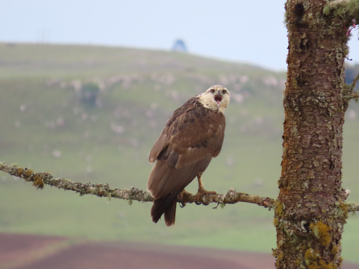 Chaco Eagle - ML643664116