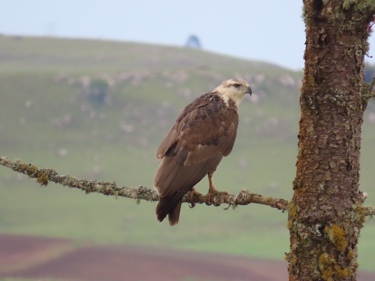 Chaco Eagle - ML643664117
