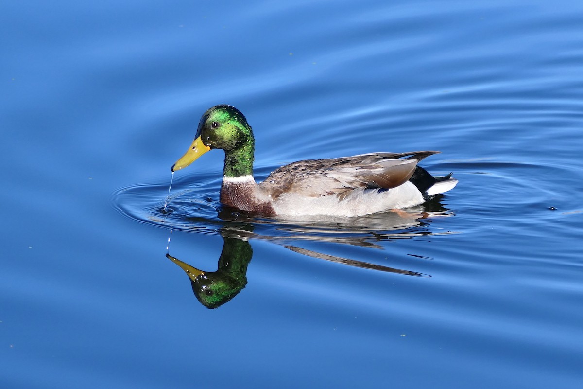 Mallard - ML643664142