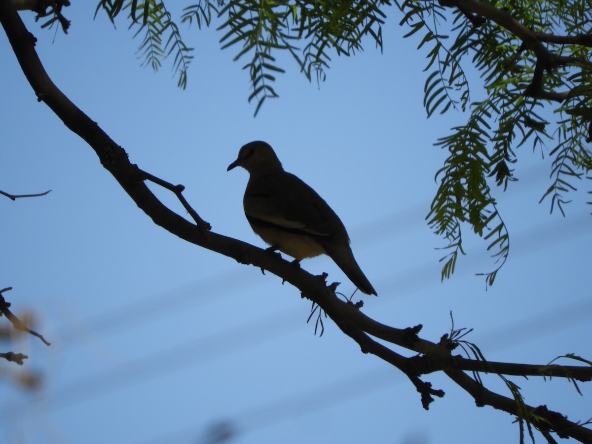 Picui Ground Dove - ML643664149