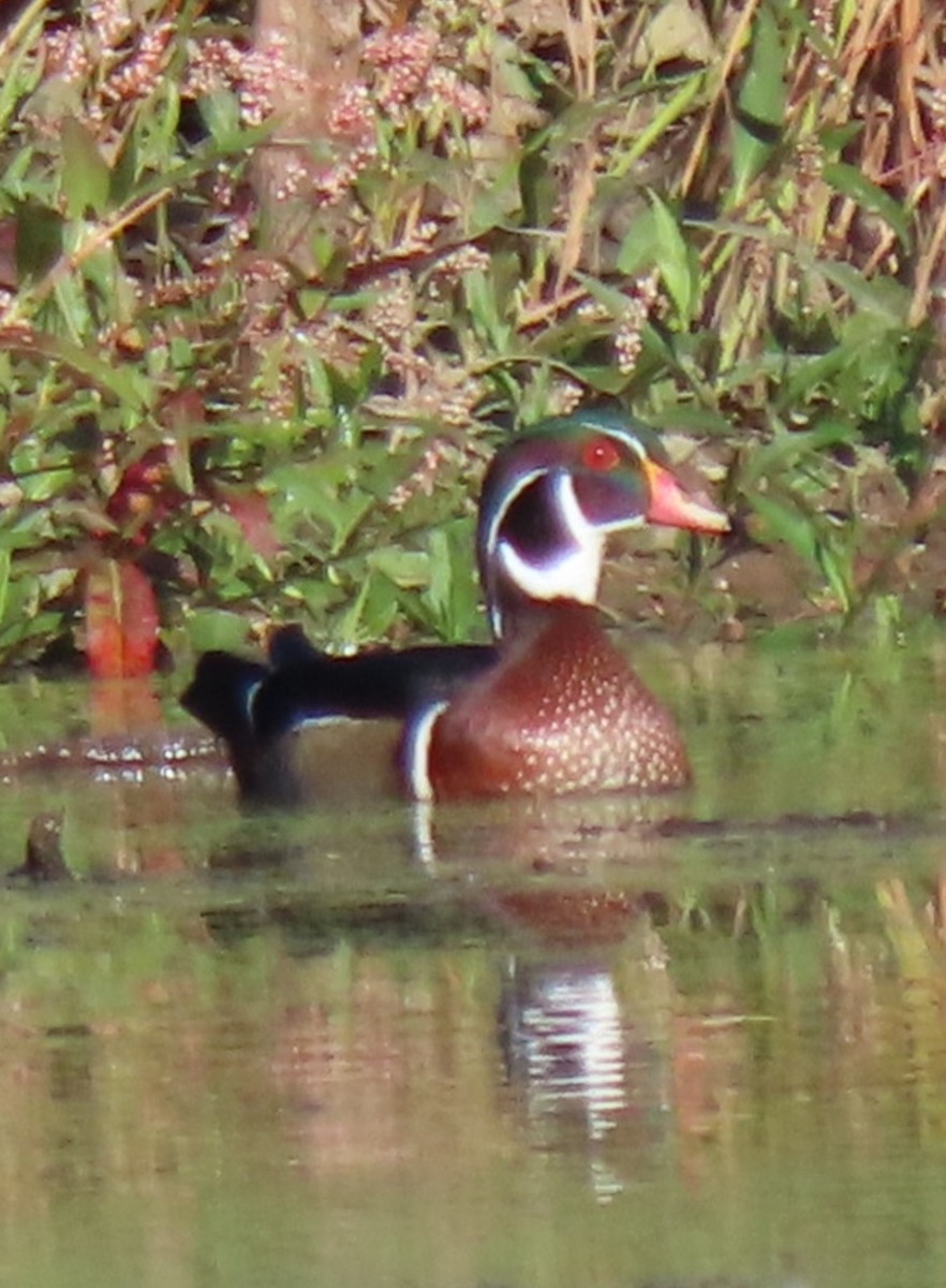 Wood Duck - ML643664152