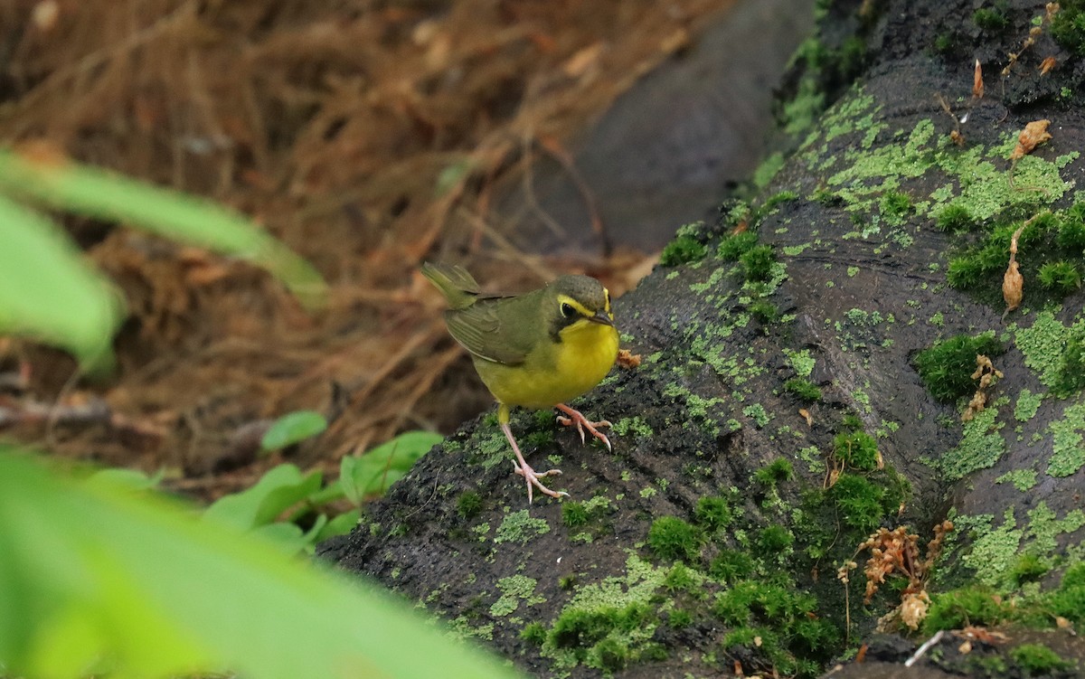 Kentucky Warbler - ML643664159