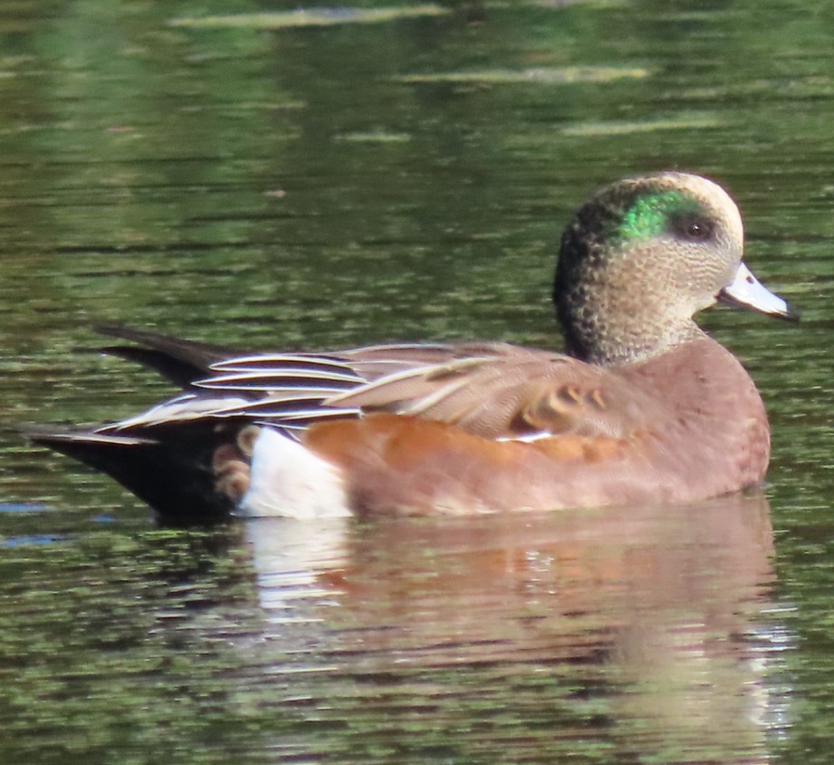 American Wigeon - ML643664175