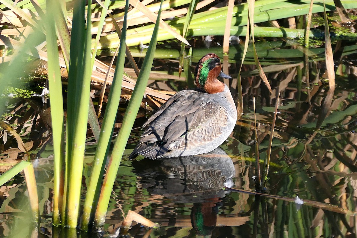 Green-winged Teal - ML643664187