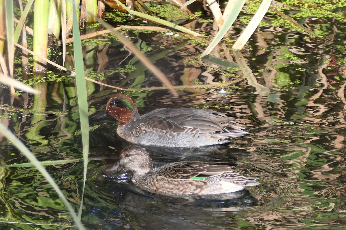 Green-winged Teal - ML643664188