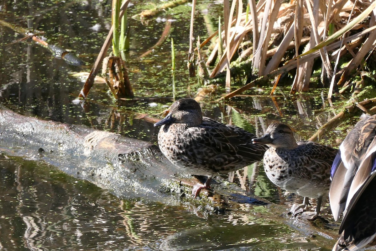 Green-winged Teal - ML643664189