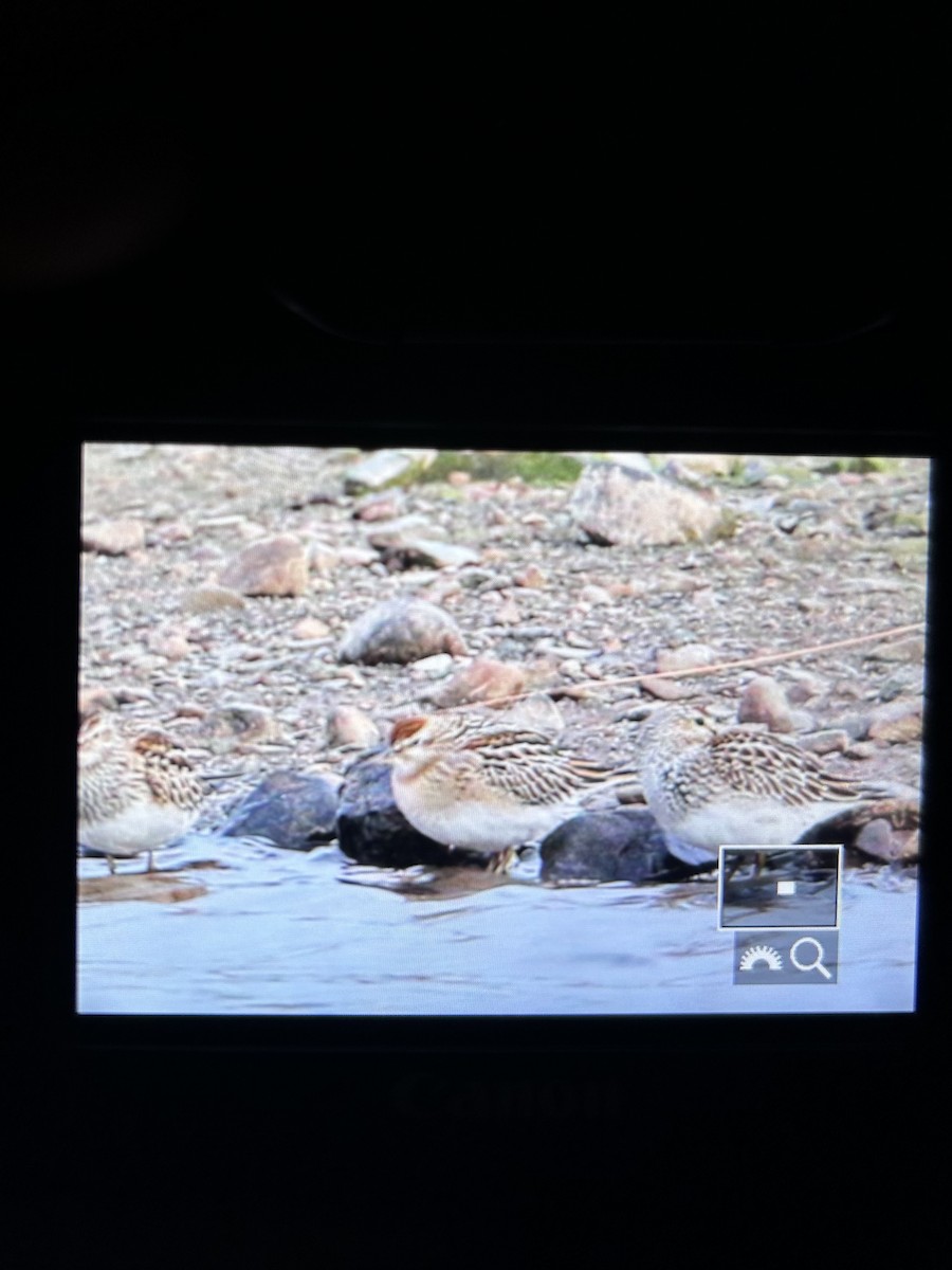Sharp-tailed Sandpiper - ML643664201