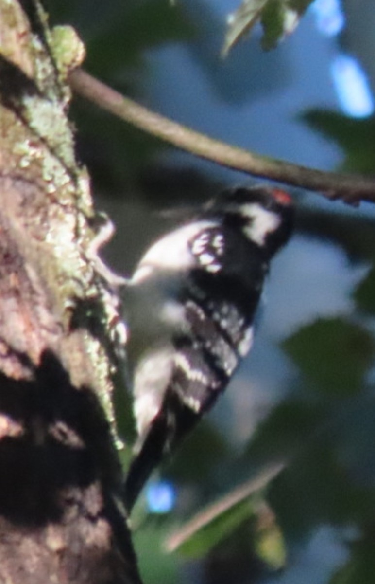 Hairy Woodpecker - ML643664203