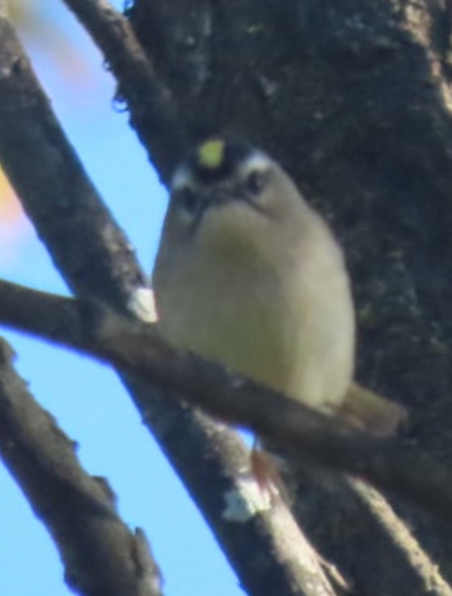 Golden-crowned Kinglet - ML643664206