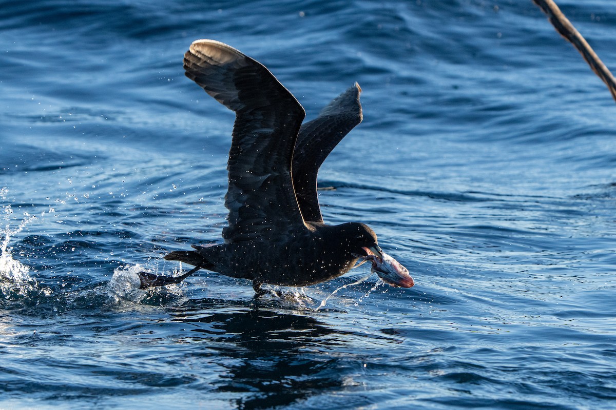 White-chinned Petrel - ML643664209