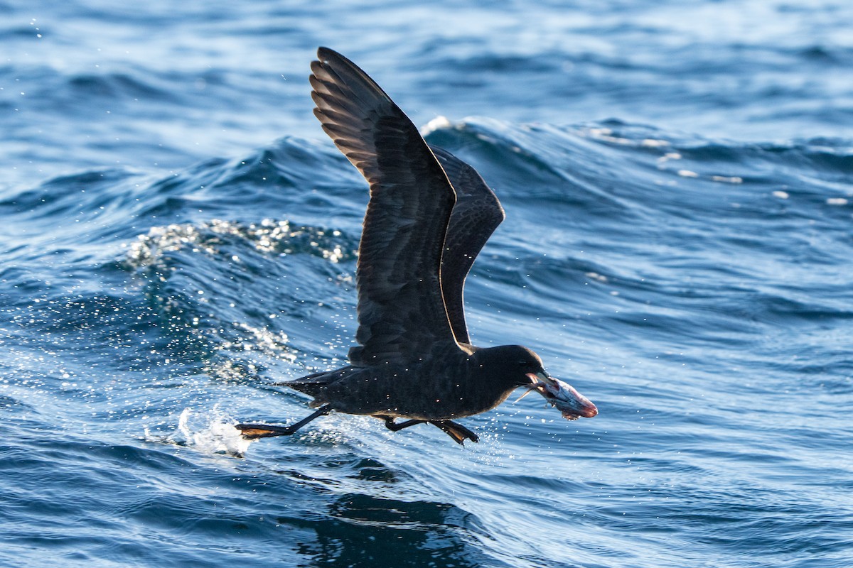 White-chinned Petrel - ML643664210