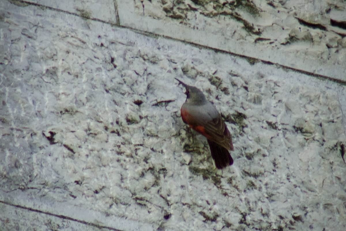 Wallcreeper - ML643664221