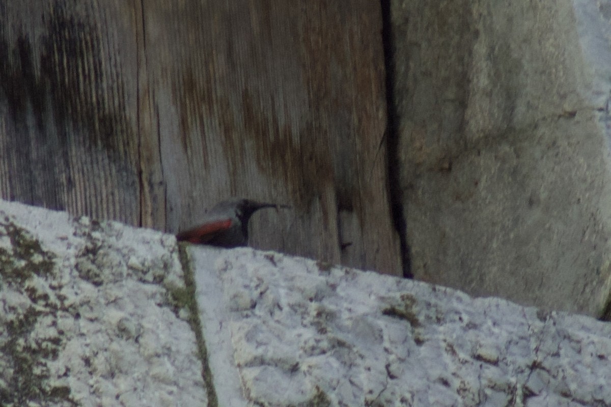Wallcreeper - ML643664222