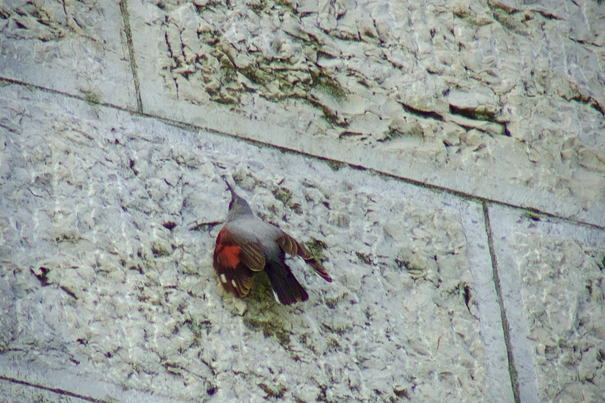 Wallcreeper - ML643664223