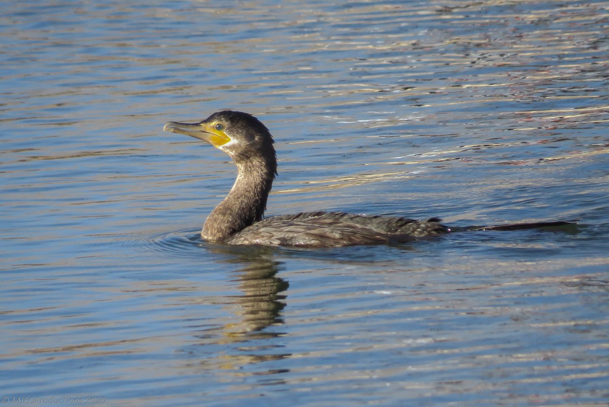 Neotropic Cormorant - ML643664227