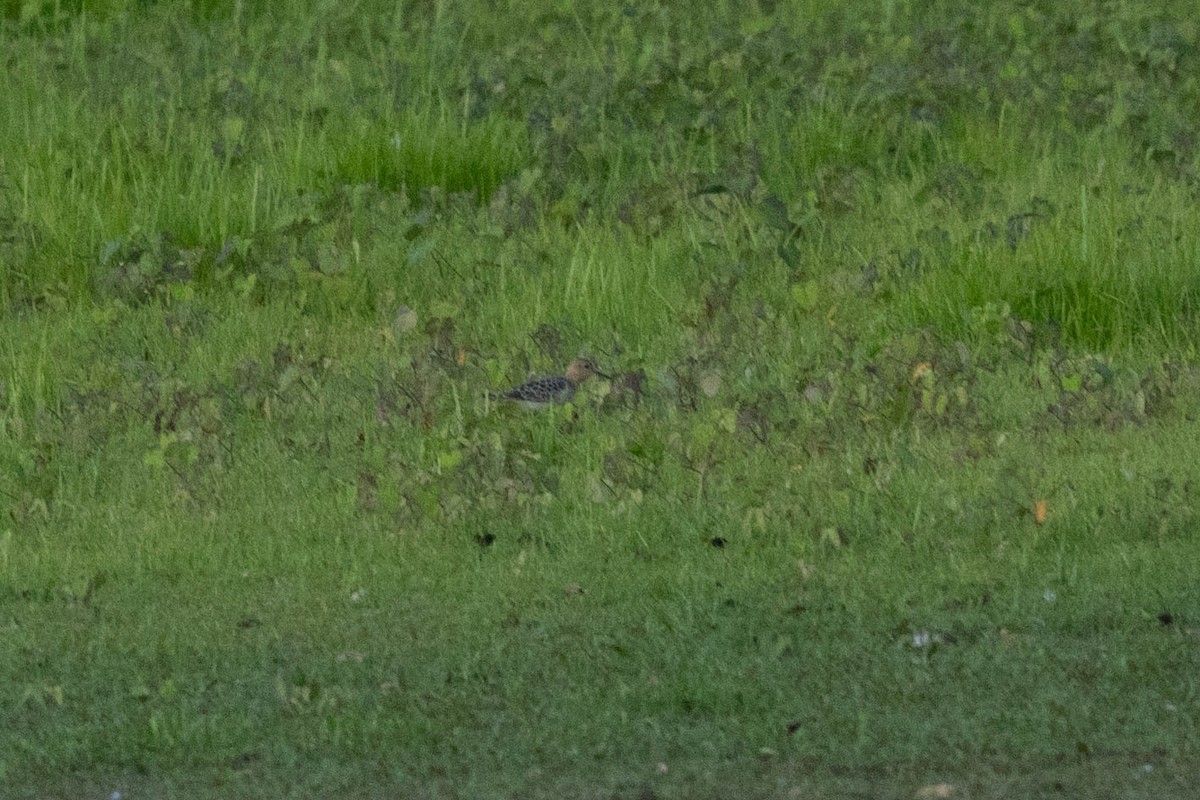 コモンシギ - ML643664234
