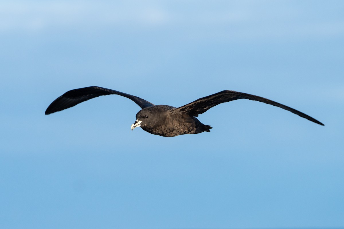White-chinned Petrel - ML643664237