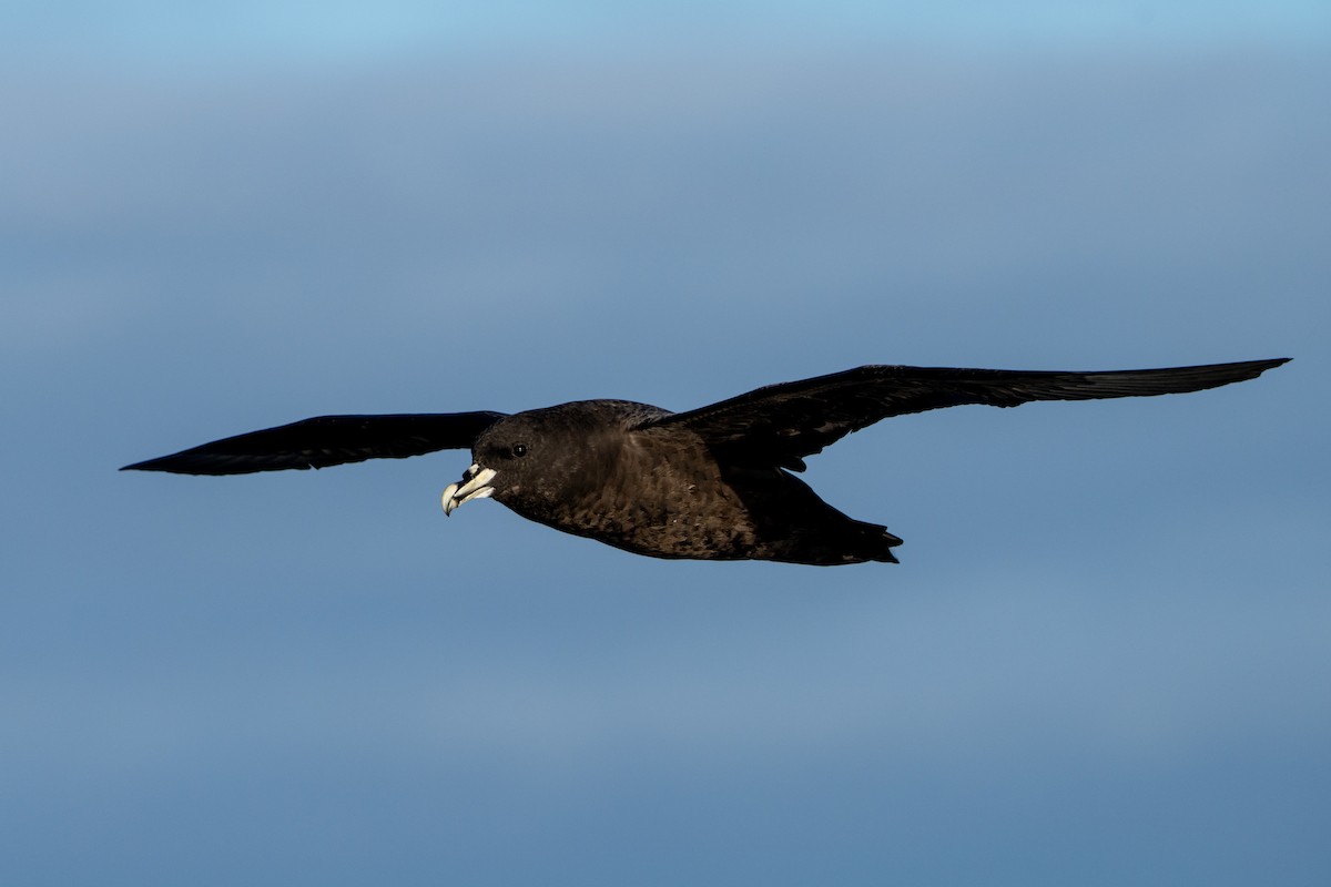 White-chinned Petrel - ML643664238